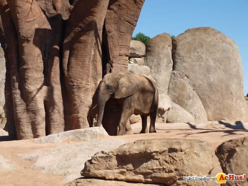Bioparc 100