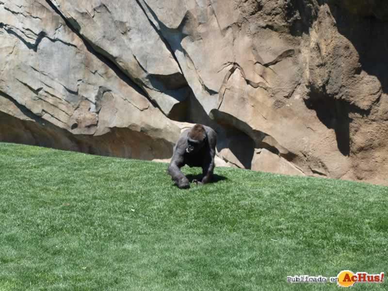 Bioparc 111