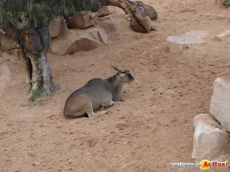 Bioparc 128