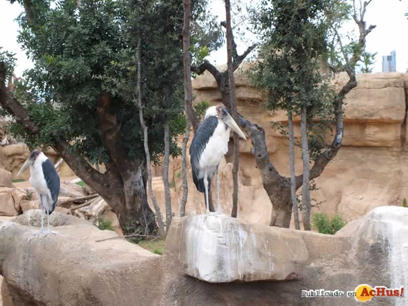 Bioparc 129