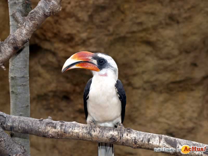 Bioparc 132