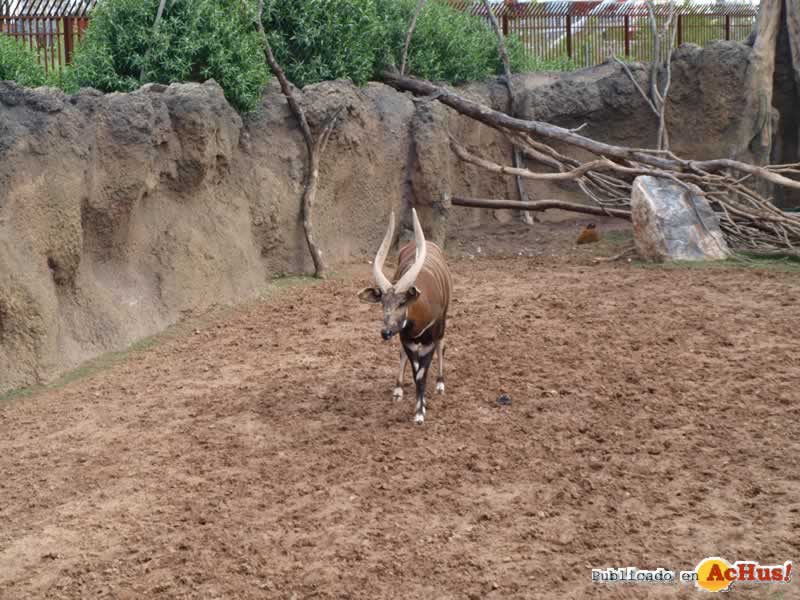 Bioparc 145