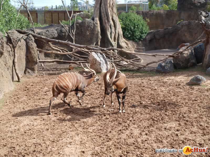 Bioparc 146