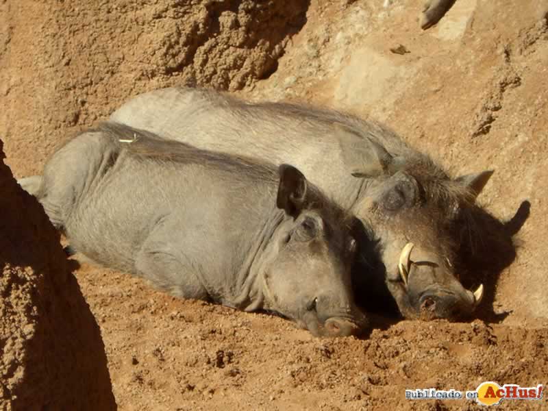 Bioparc 170