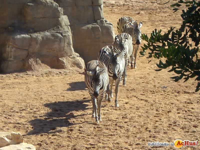 Bioparc 175