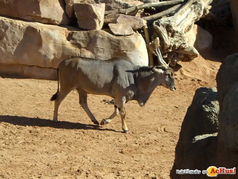 Bioparc 177