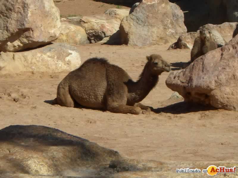 Bioparc 19