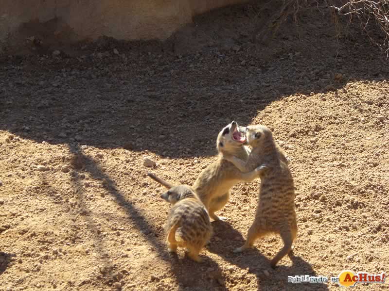 Bioparc 21