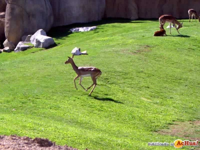Bioparc 28