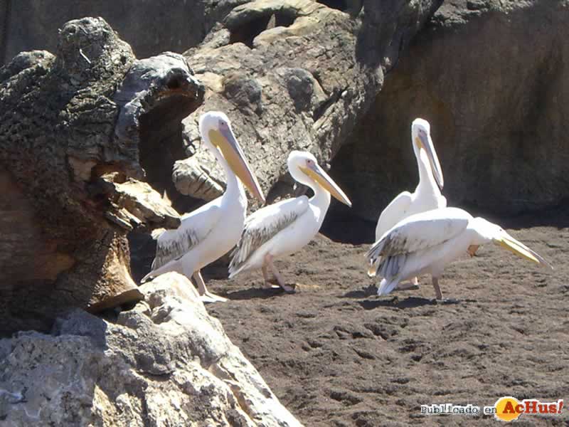 Bioparc 34