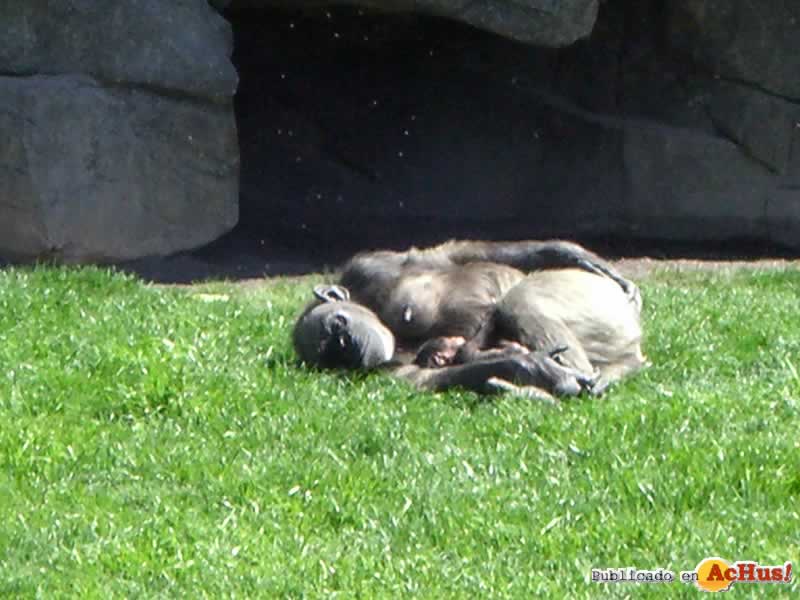 Bioparc 36