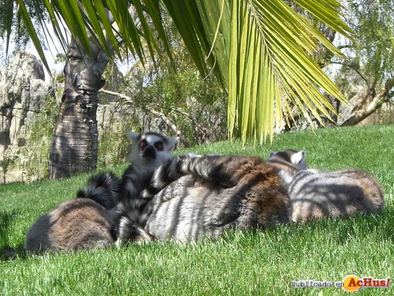 Bioparc 39