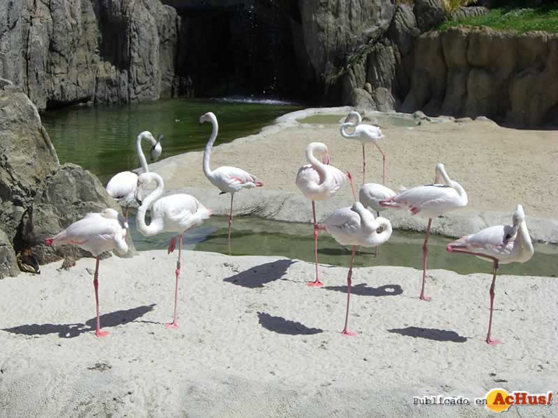 Bioparc 40