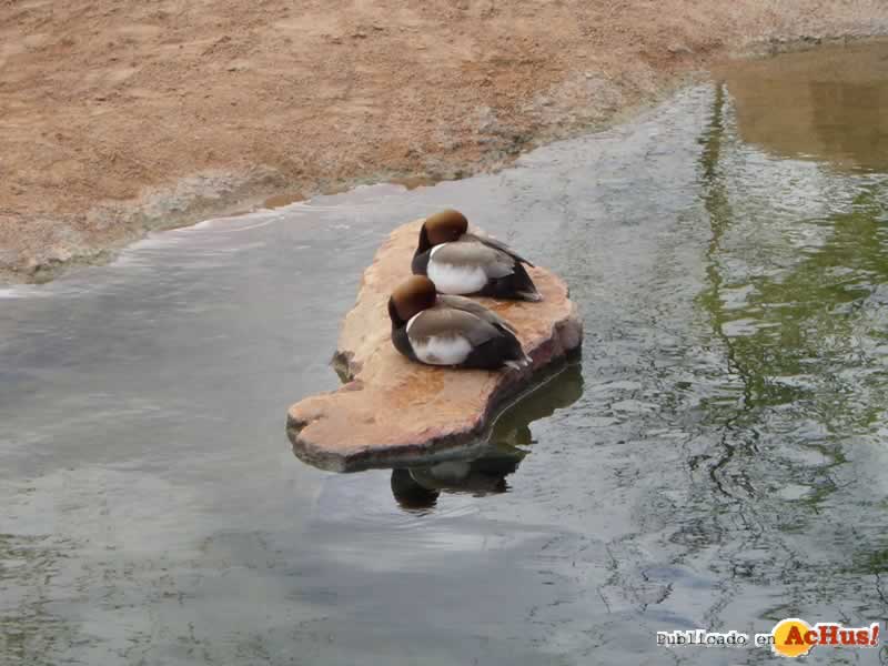 Bioparc 41
