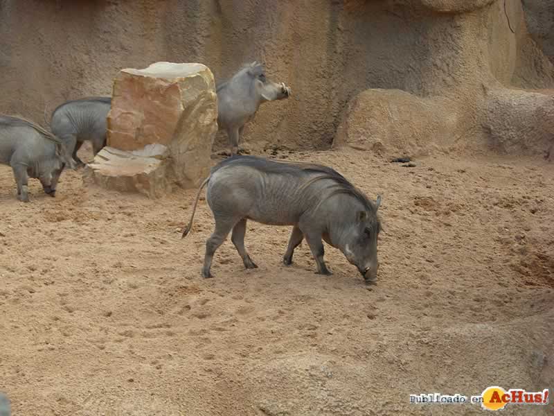 Bioparc 43