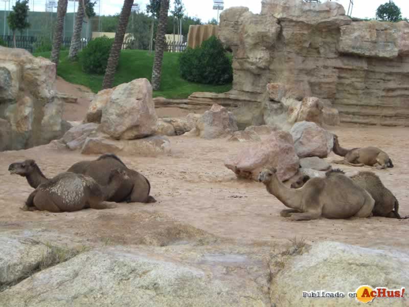 Bioparc 45