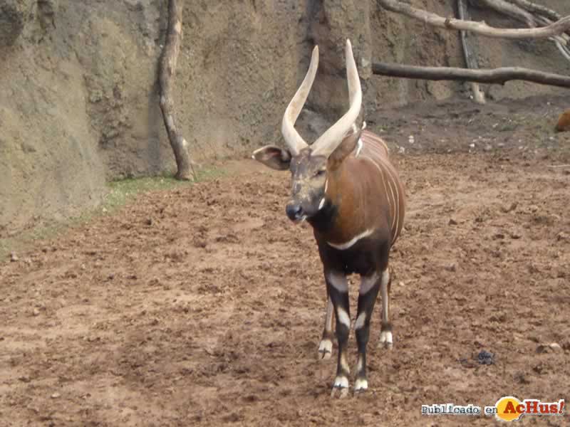 Bioparc 49