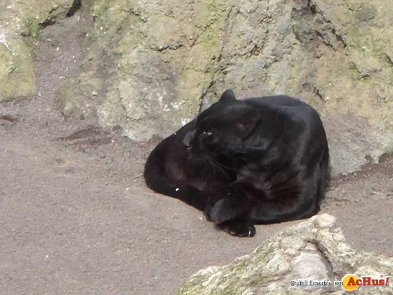 Bioparc 50