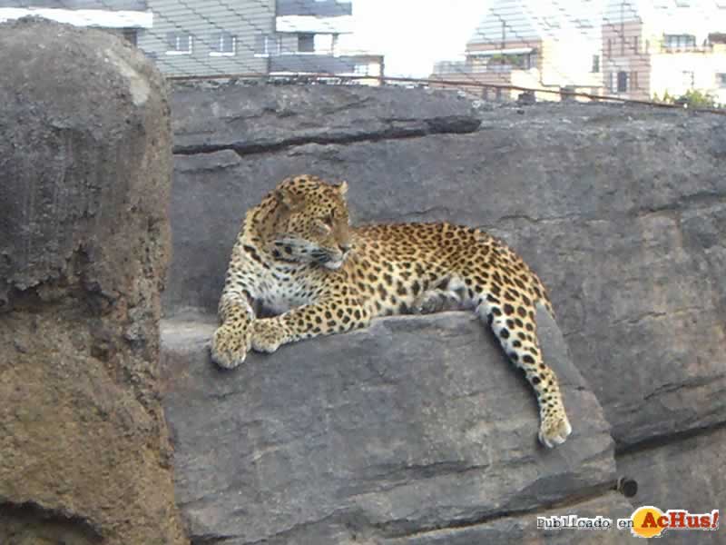 Bioparc 51