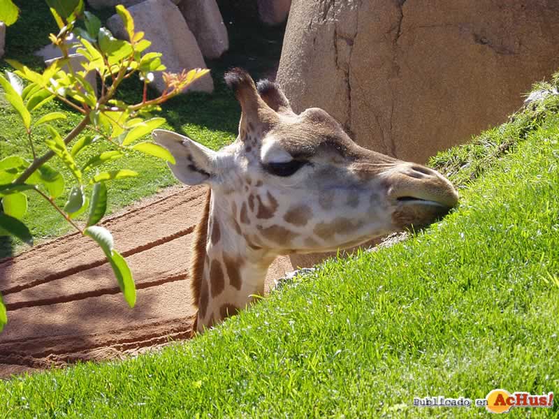 Bioparc 65