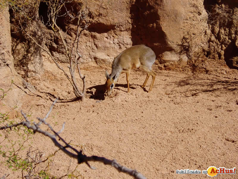 Bioparc 68