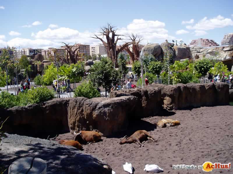 Bioparc 85