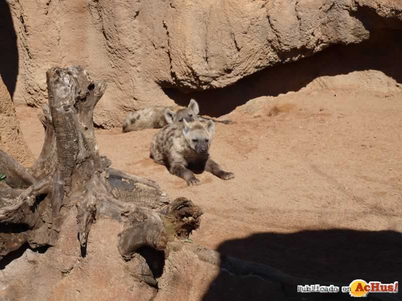 Bioparc 88