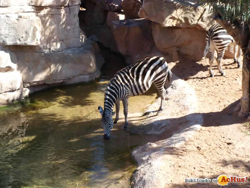 Bioparc 91
