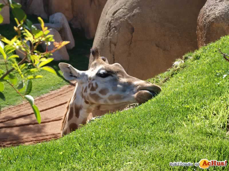 Bioparc 93