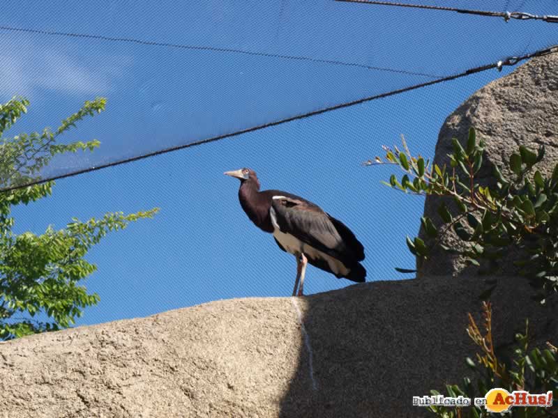 Bioparc 96