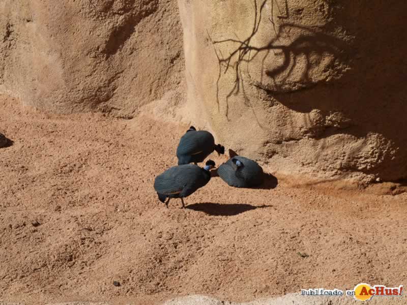 Bioparc 97
