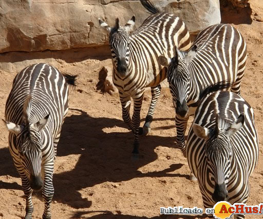 Biopark 11