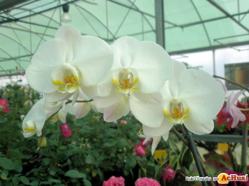 Botanic Cullera 03