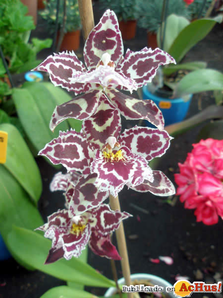 Botanic Cullera 04