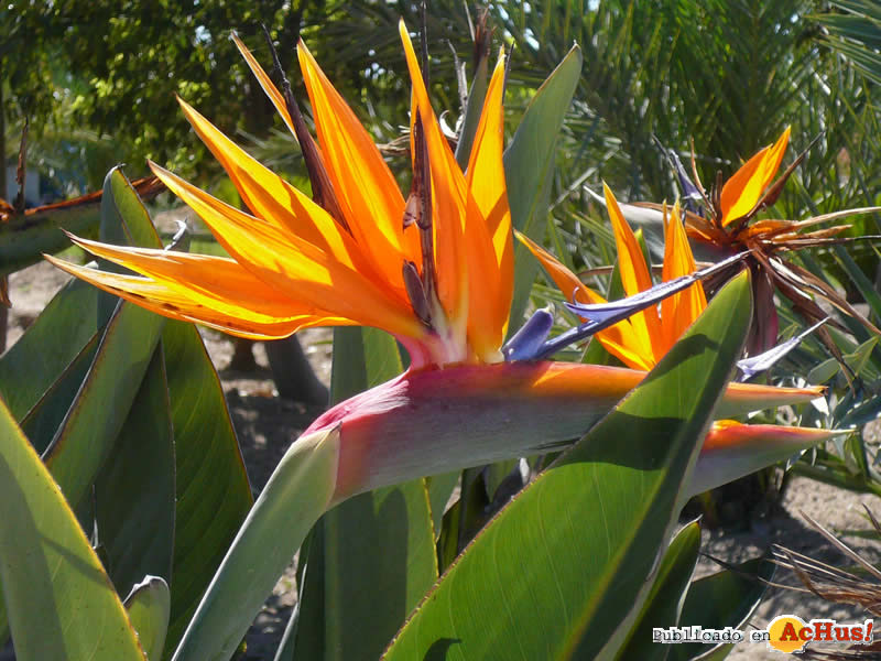 Botanic Cullera 07