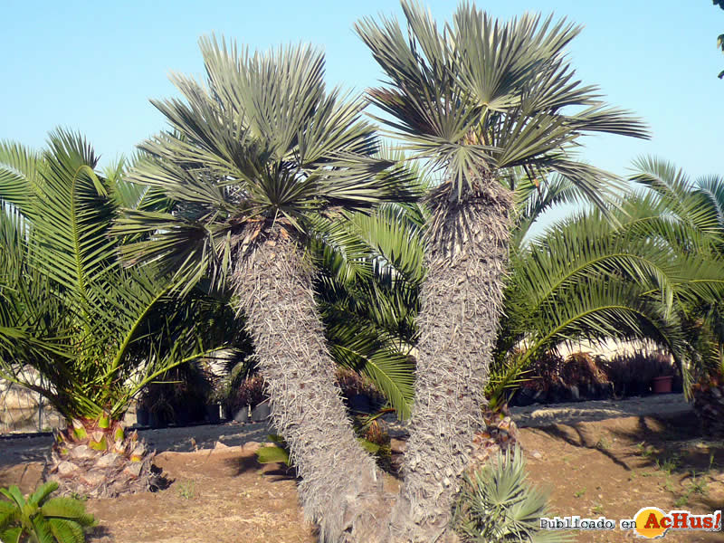 Botanic Cullera 09