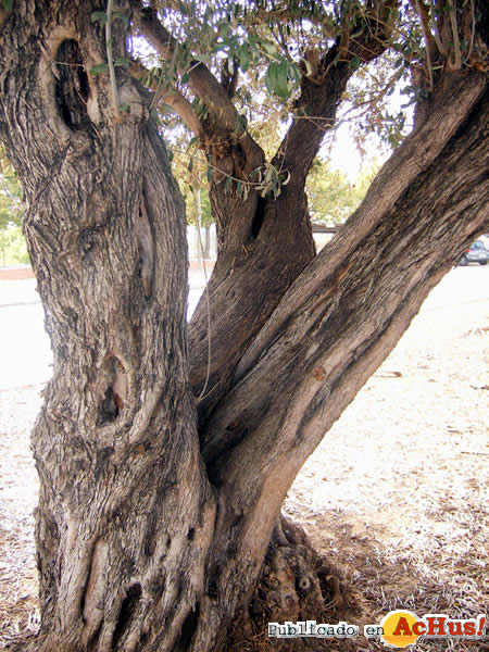 Botanic Cullera 10