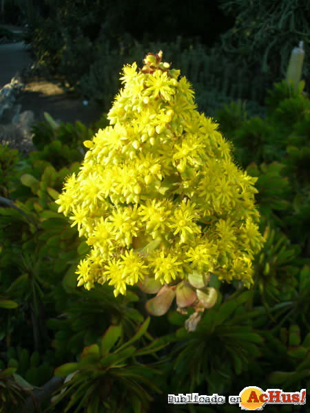 Botanic Cullera 11