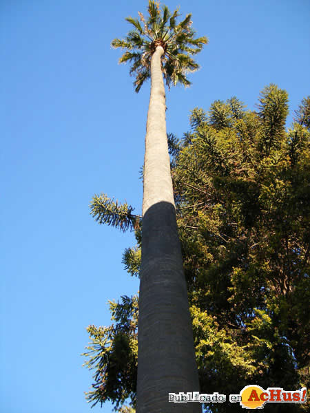 Botanic Cullera 12