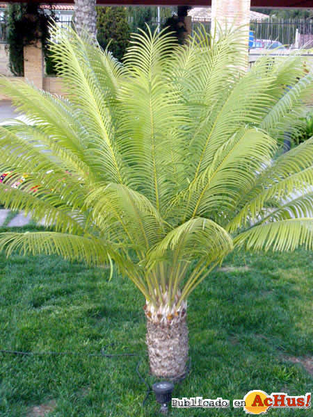 Botanic Cullera 13