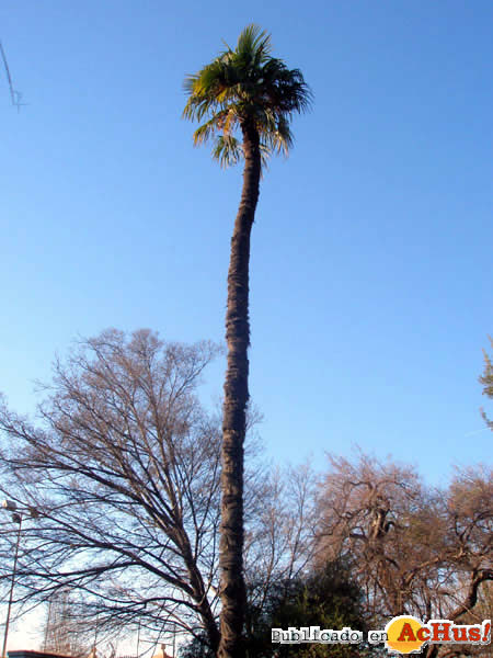 Trachycarpus fortuneig