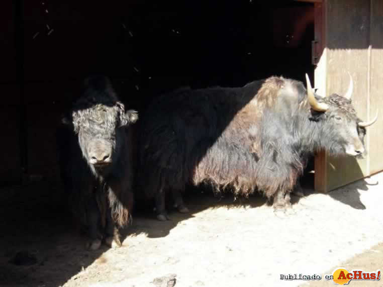 Yaks