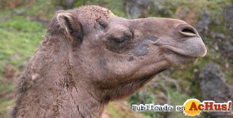 camello.jpg