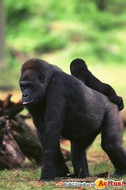 gorilas.jpg