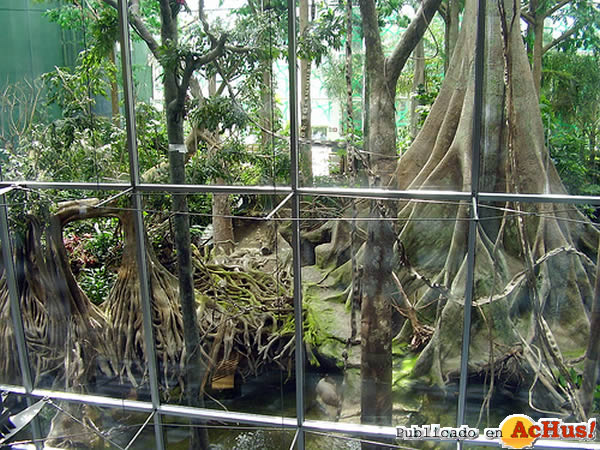 Bosque Inundado 3 30052009