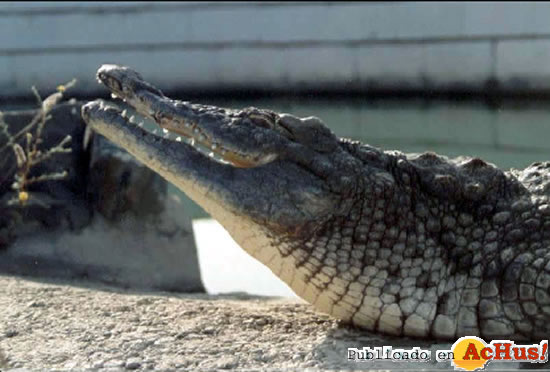 Crocodile Park Terra Exotica 02