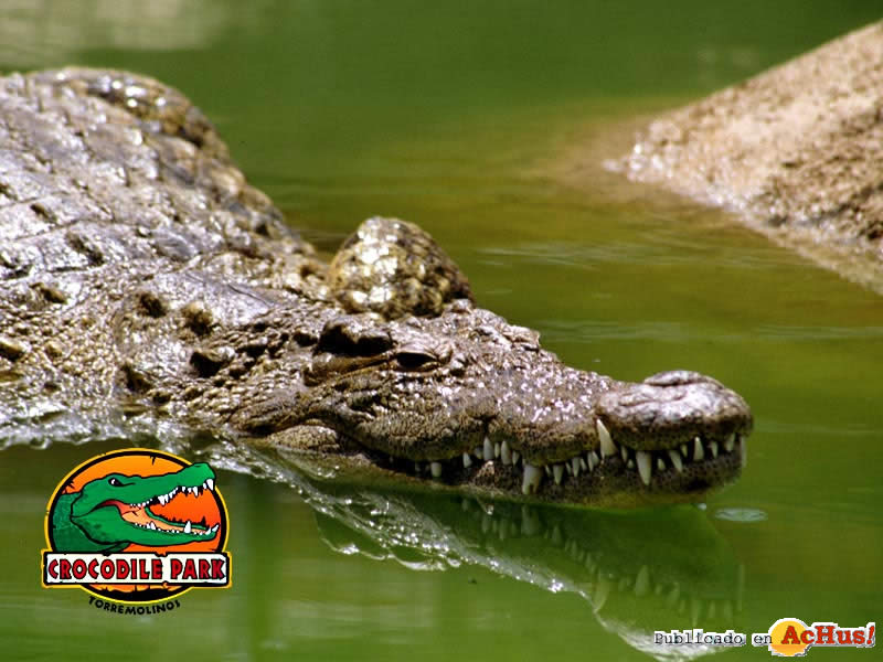 Crocodile Park Torremolinos 01