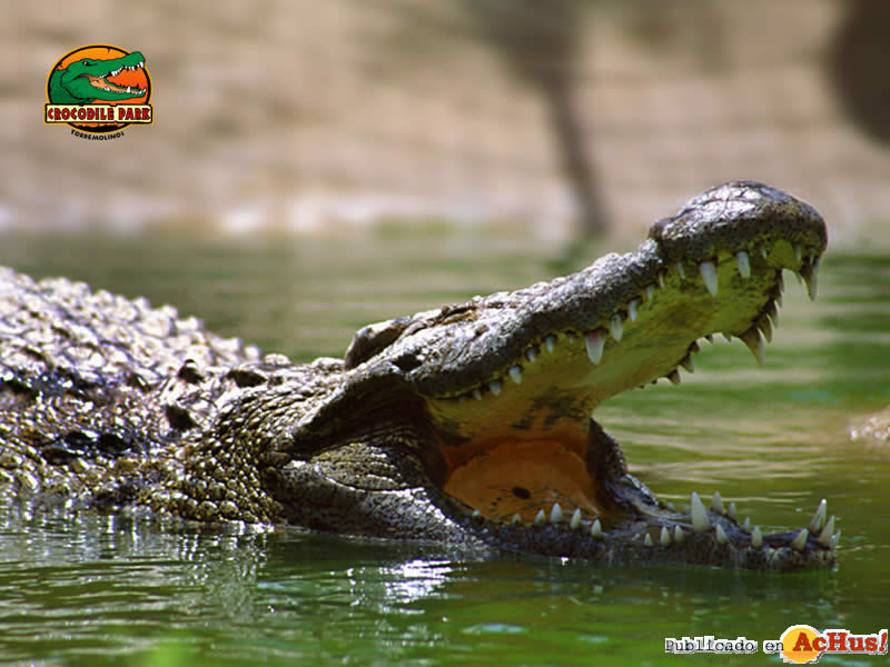 Crocodile Park Torremolinos 02