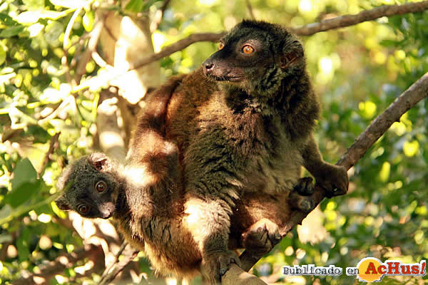 Lemur de cara blanca con cria