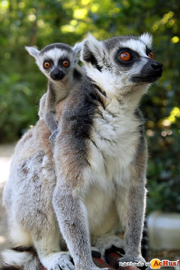 Lemur de cola anillada